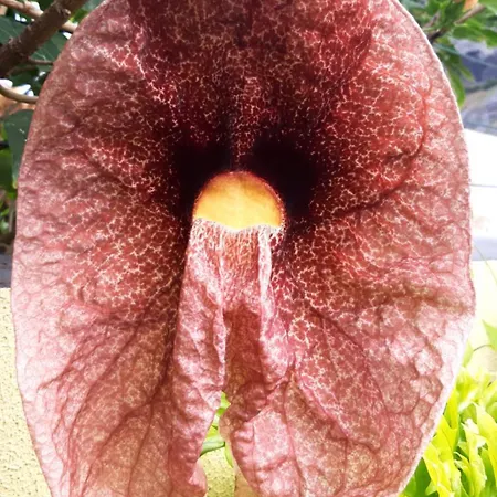 Terra Cha Cottage,feel Home,