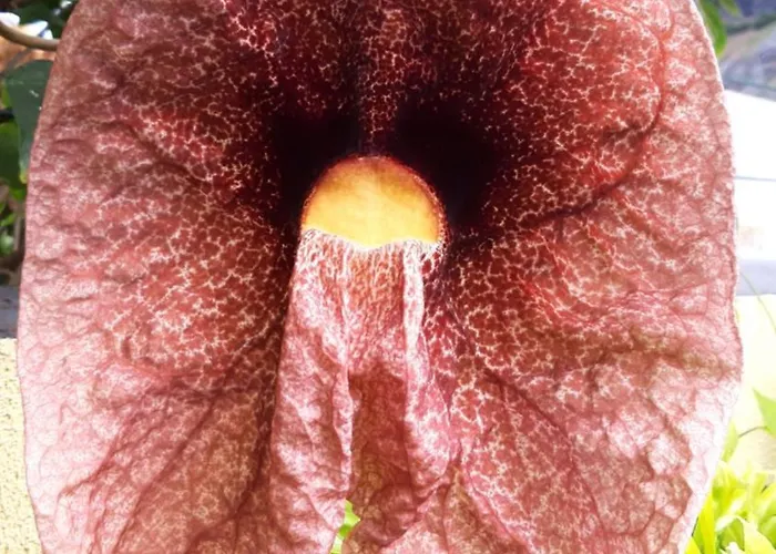 Terra Cha Cottage,feel Home,